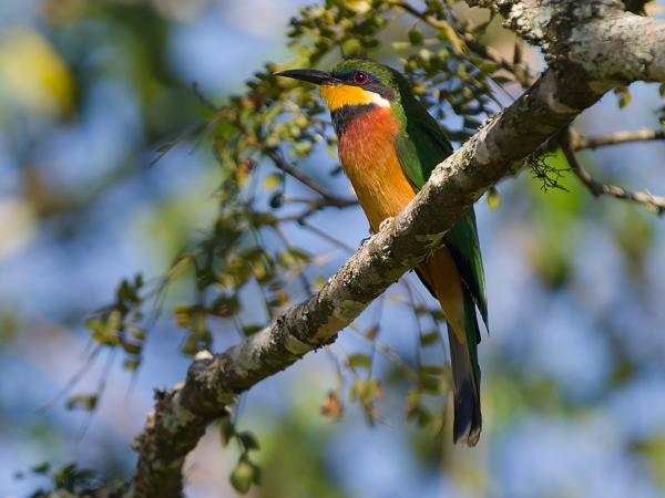 <h3><a href="/trips/tanzania/biota/animalia/chordata/aves/037 coraciiformes/006 meropidae/merops oreobates/merops oreobates-nl.html">Merops&nbsp;oreobates</a> / Cinnamon‑chested&nbsp;bee‑eater / Bergbijeneter</h3>OM-1 Mark II met OLYMPUS M.150-400mm F4.5, 1/2000 sec  bij F4.5, ISO 800, afstand 13.7&nbsp;m